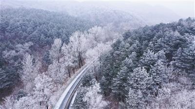 CBA全明星星锐赛名单出炉，杨瀚森缺席直接打正赛，陈国豪和邹阳或回归大学生联队
